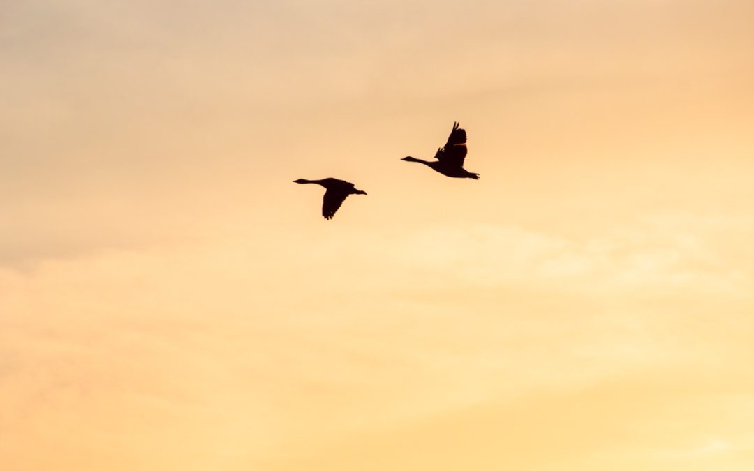 Come si svolge un incontro di counselling shiatsu